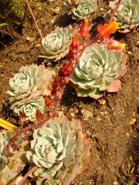 Echeveria secunda 'Glauca'